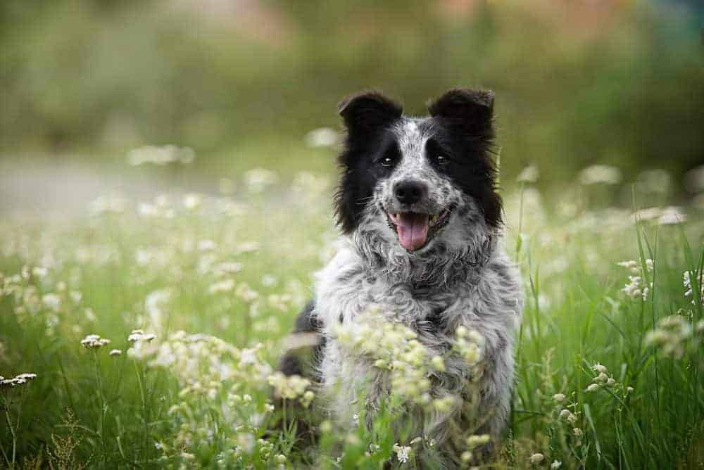 Confident dog training