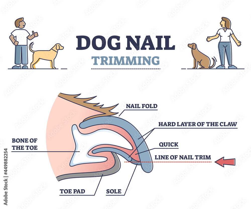 Dog paw nail clipping illustration