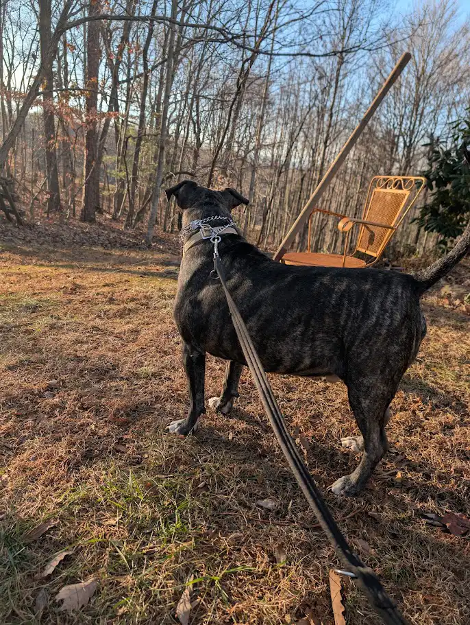 Graduation for all dogs that complete the course